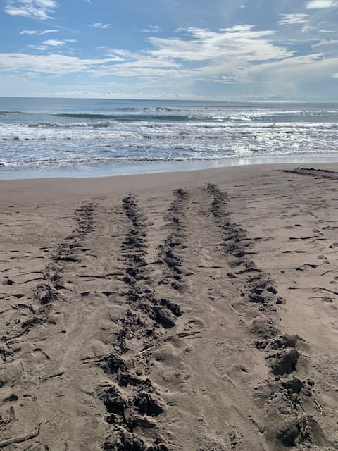 Sea Turtle Nesting Tour — photo 3