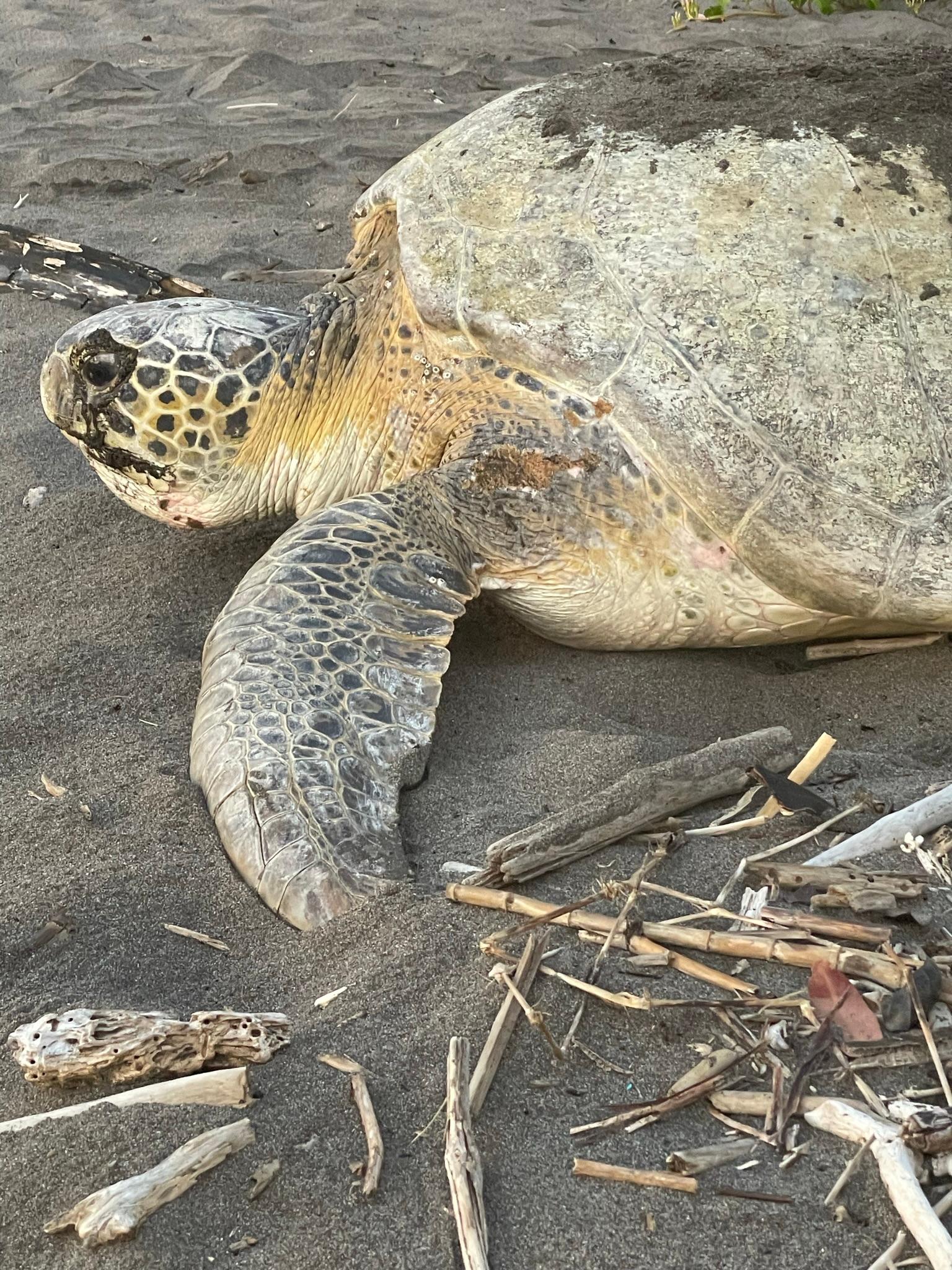 Turtle Nights from the Lodge: Nesting Season on Our Beach