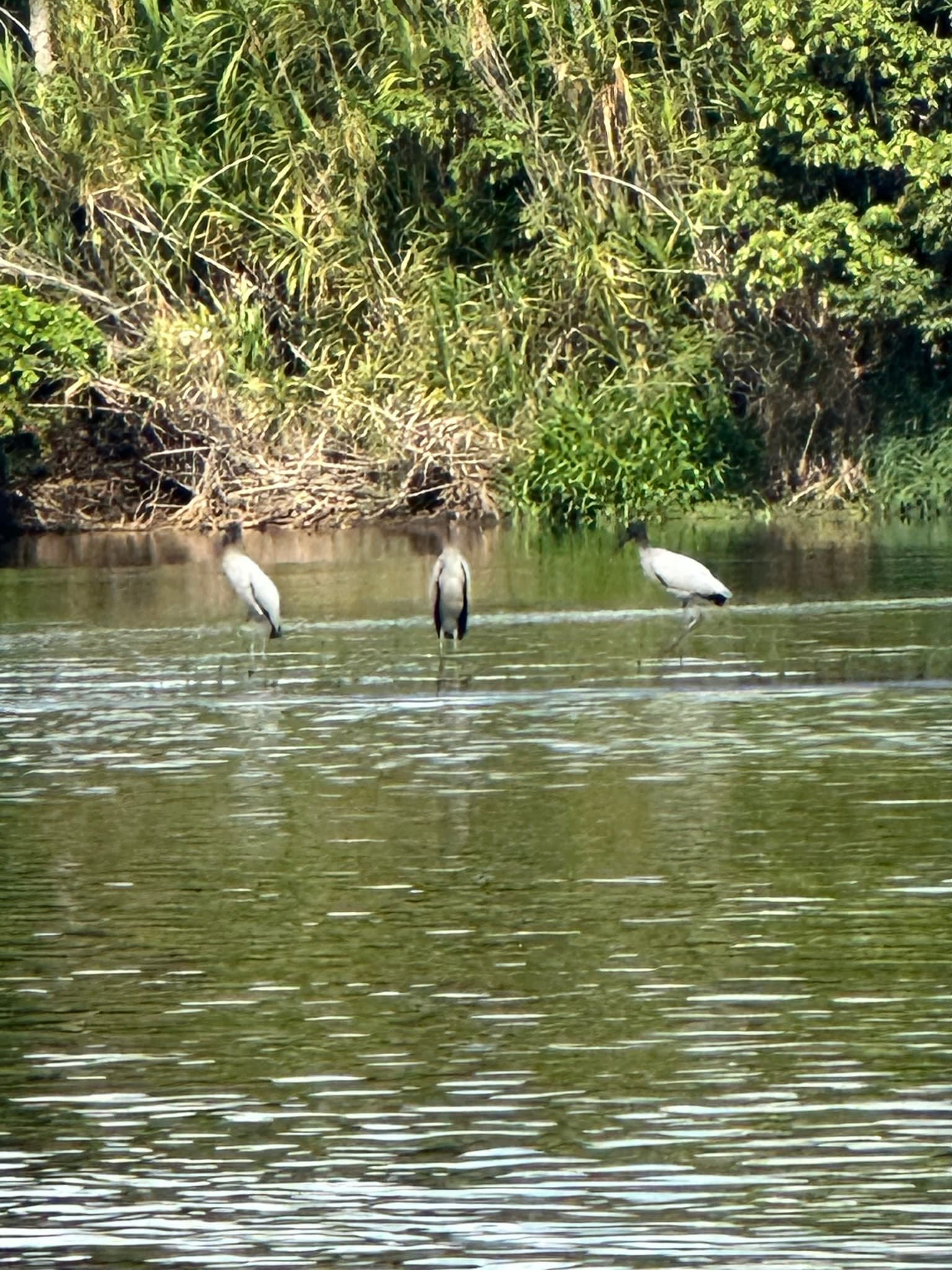 Boat Tour National Park — photo 2