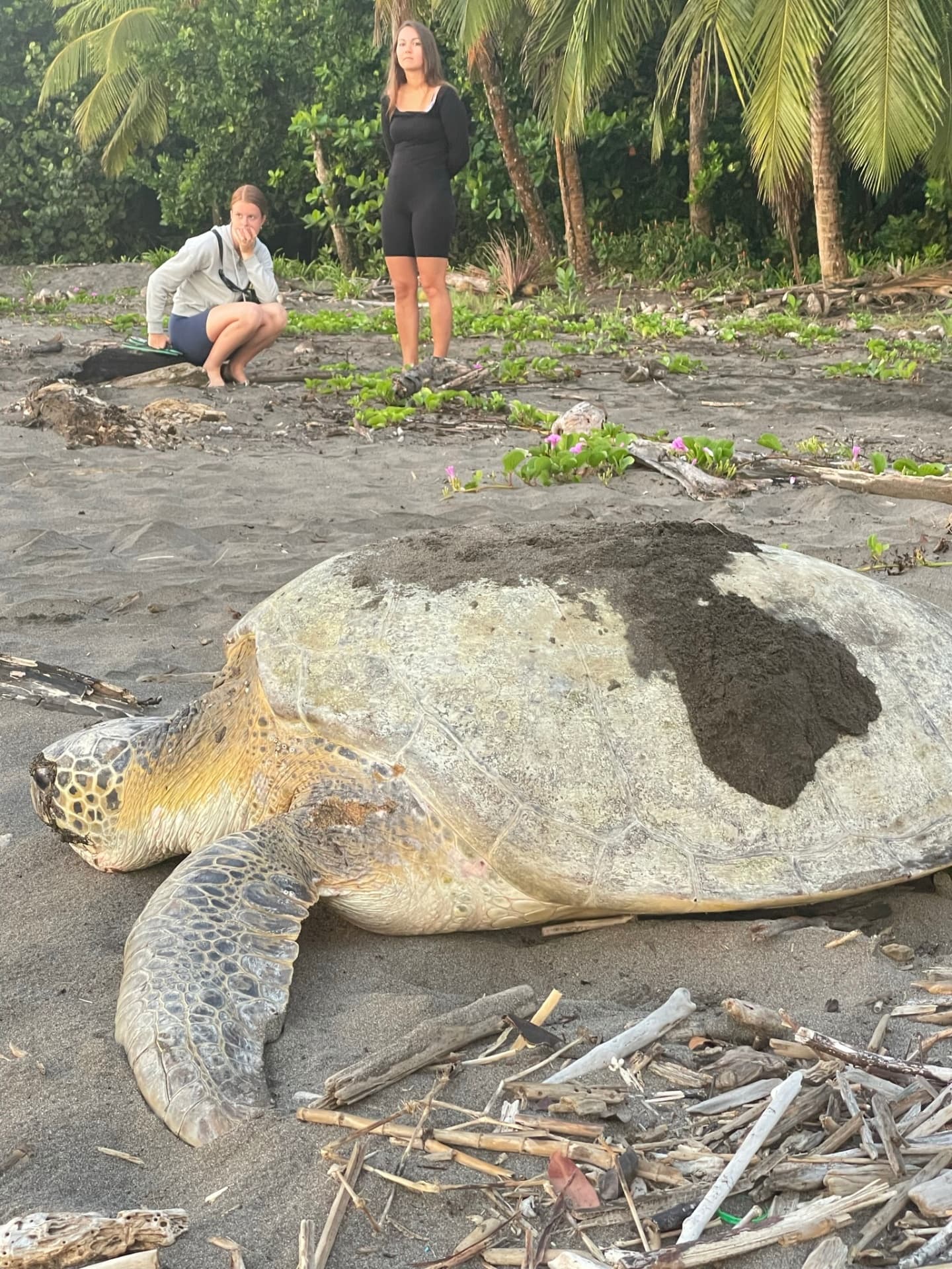 Sea Turtle Nesting Tour — photo 2