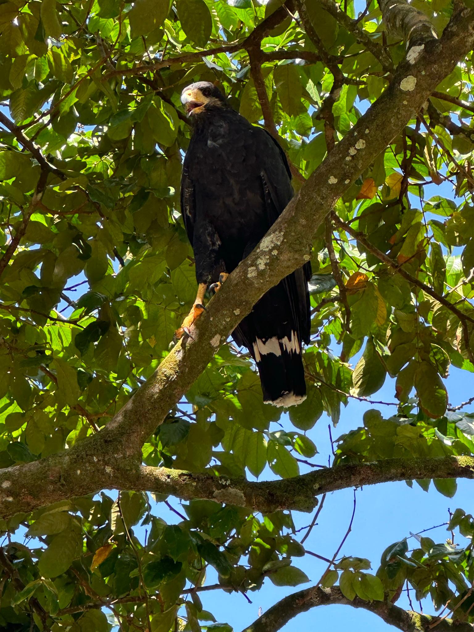 Bird Tour — Green Macaw — photo 3