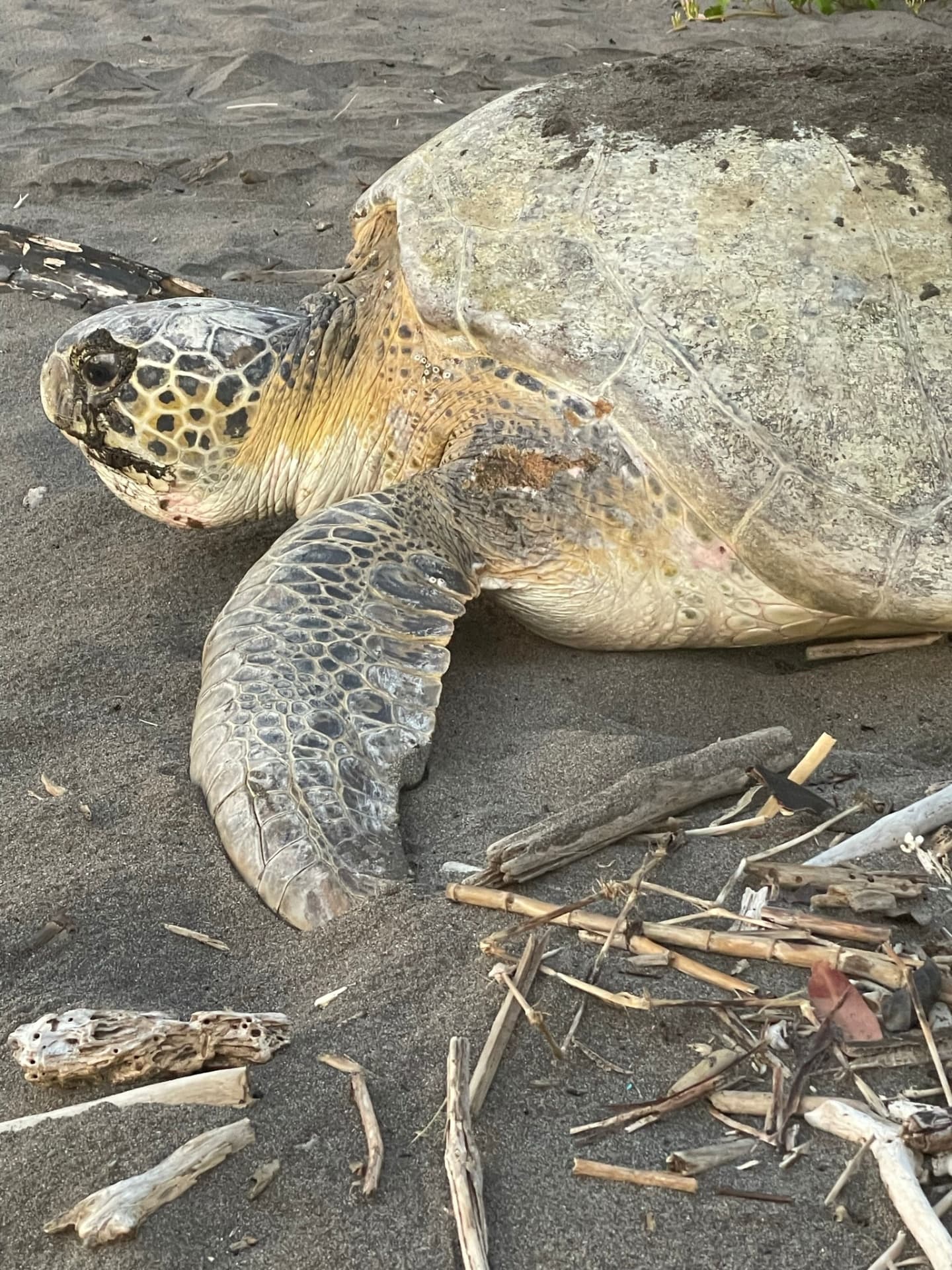 Sea Turtle Nesting Tour