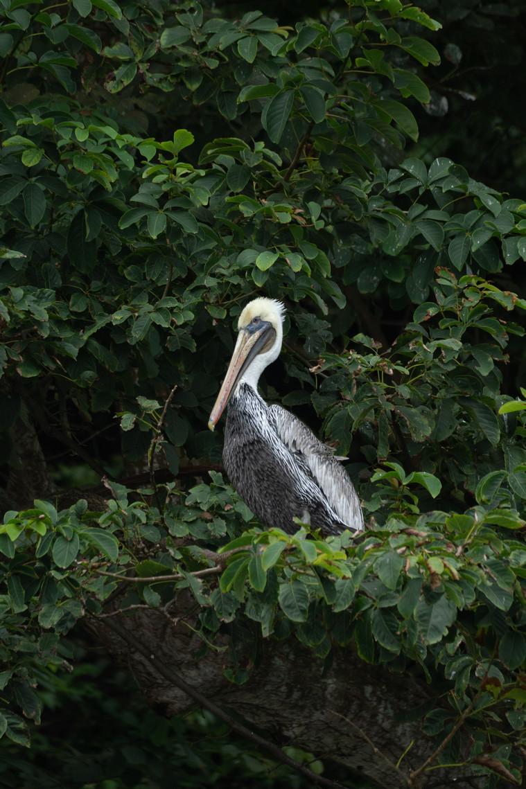 Bird Tour — Green Macaw — photo 2