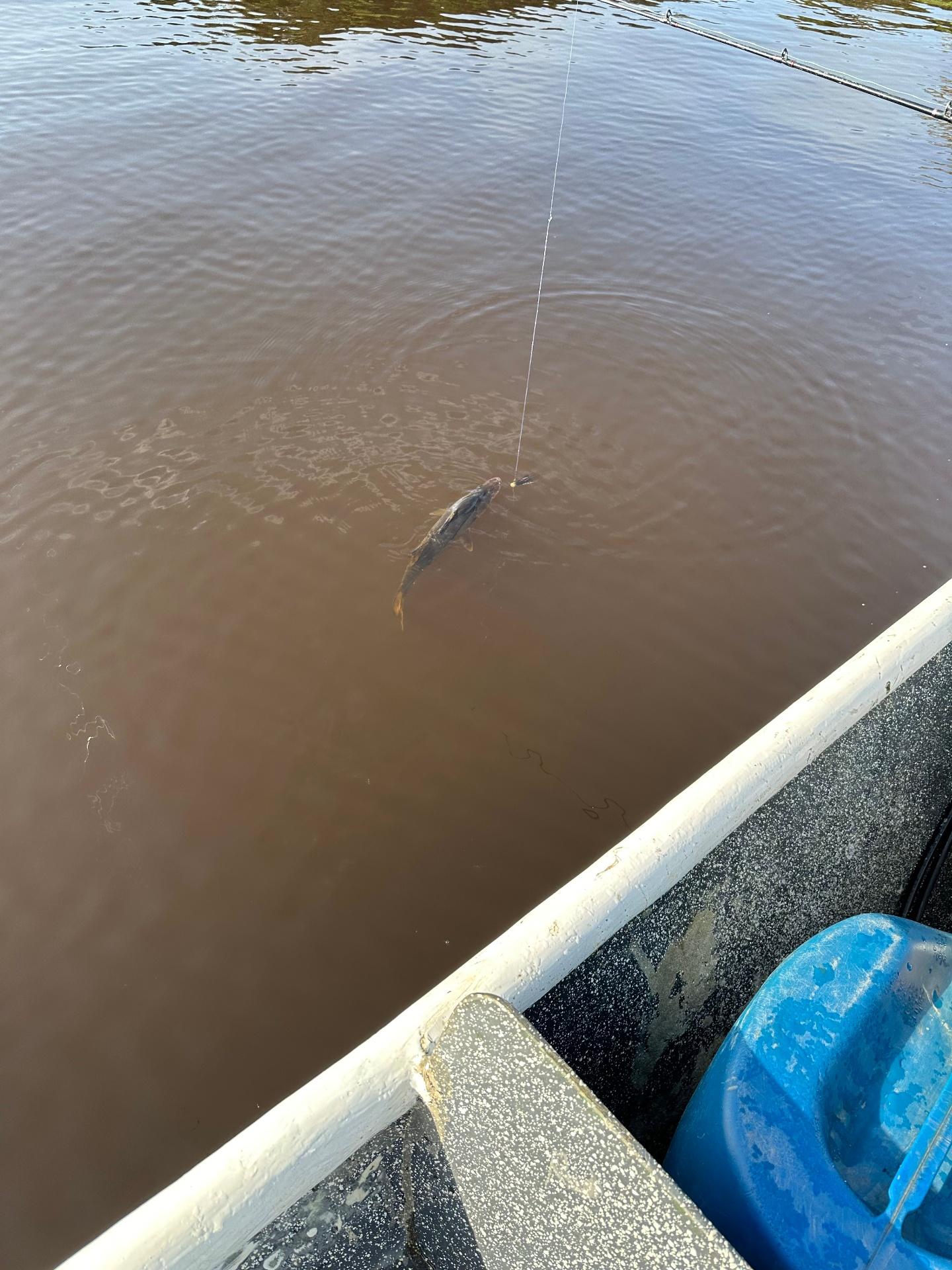 Sport fishing for tarpon and snook in Tortuguero