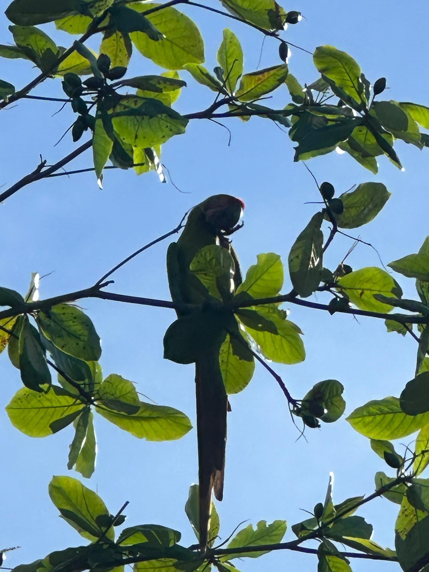 Bird Tour β Green Macaw